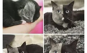 70 Funny Cat Memes Shared By This Page To Send Your Furry Friend And Lift Your Spirits