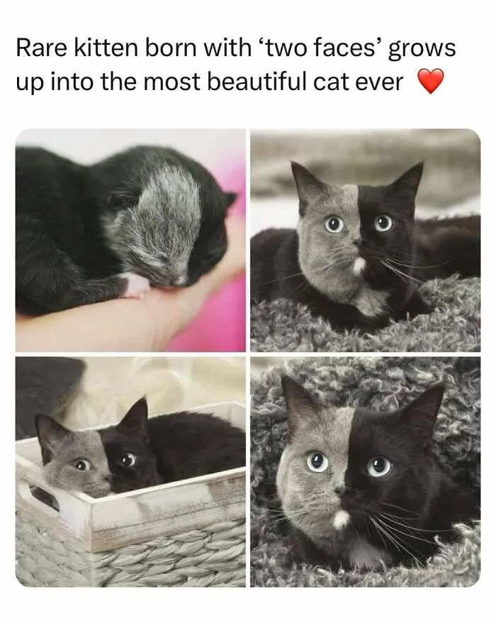 Cats Being Cats: 70 Funny And Wholesome Posts We Found On This Instagram Page