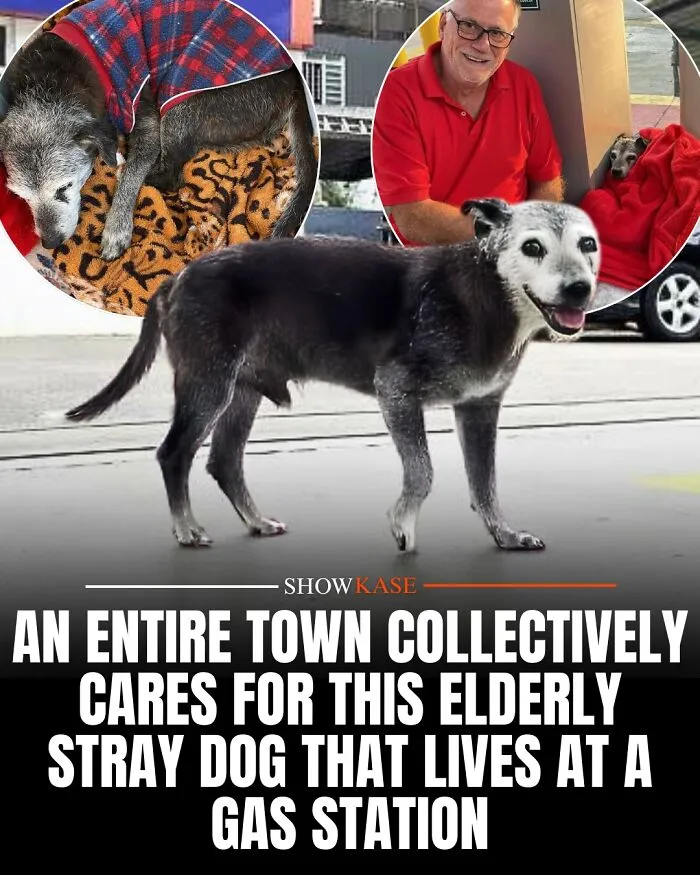 An elderly stray dog living at a gas station cared for by the town, highlighting wholesome stories of kindness.