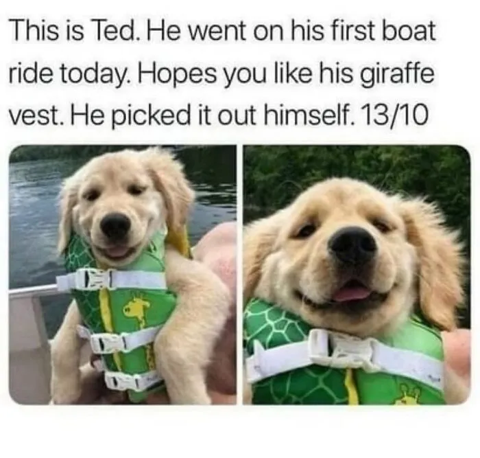 Hilarious dog memes of a golden retriever puppy in a giraffe life vest on a boat, proving dogs are natural-born comedians.
