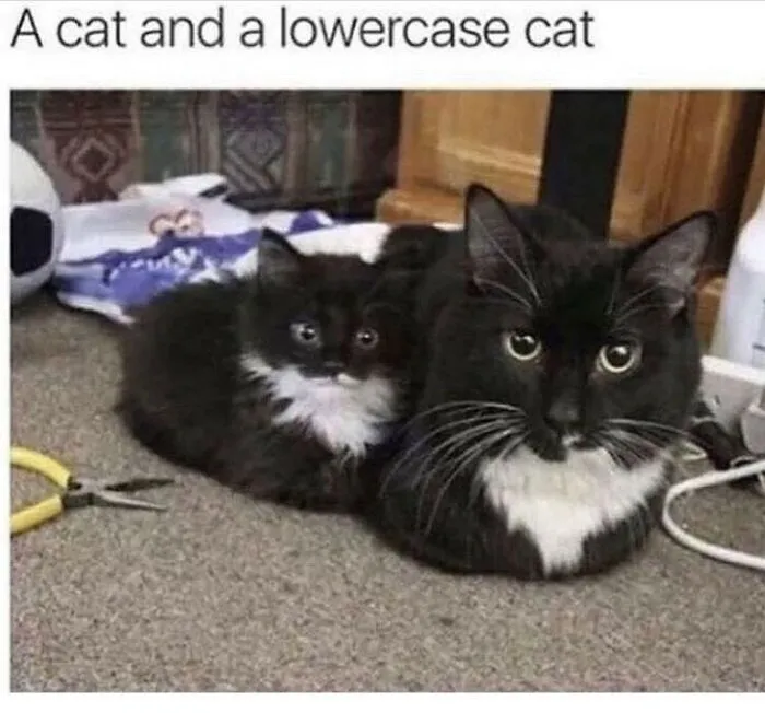 48 Of The Funniest Cat Memes Shared By This Page That Are Impossible Not To Laugh At
