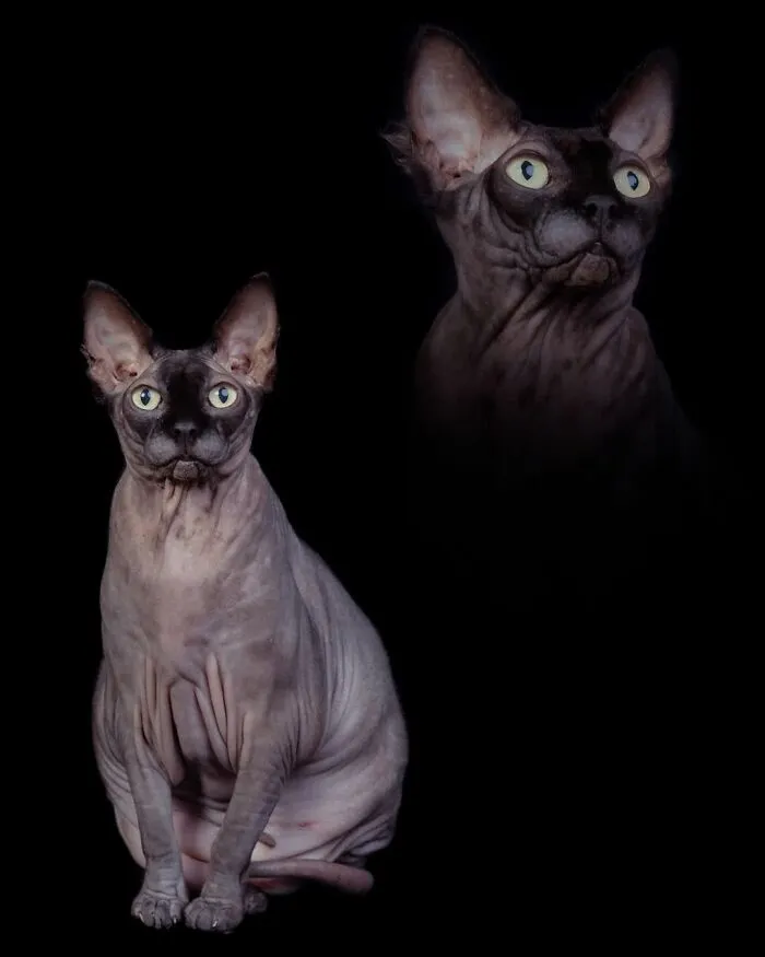 Photographer Uses Her Sense Of Humor To Create Unique Photos Of Pets And Their Owners (49 New Pics)