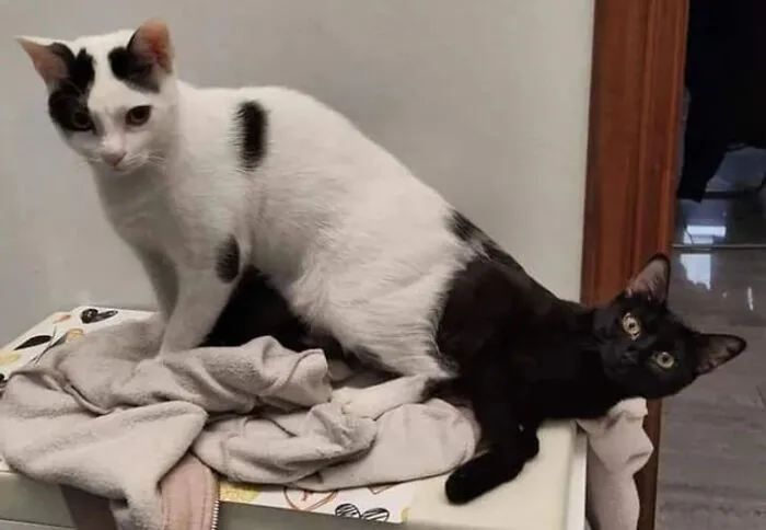 Two cats sitting together create a confusing perspective that looks like one long, two-colored cat.