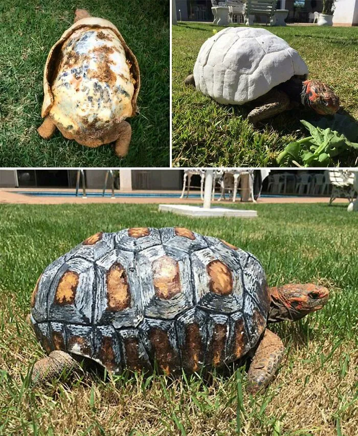 Injured Turtle Who Lost Its Shell In Fire Receives World's First 3D Printed Shell