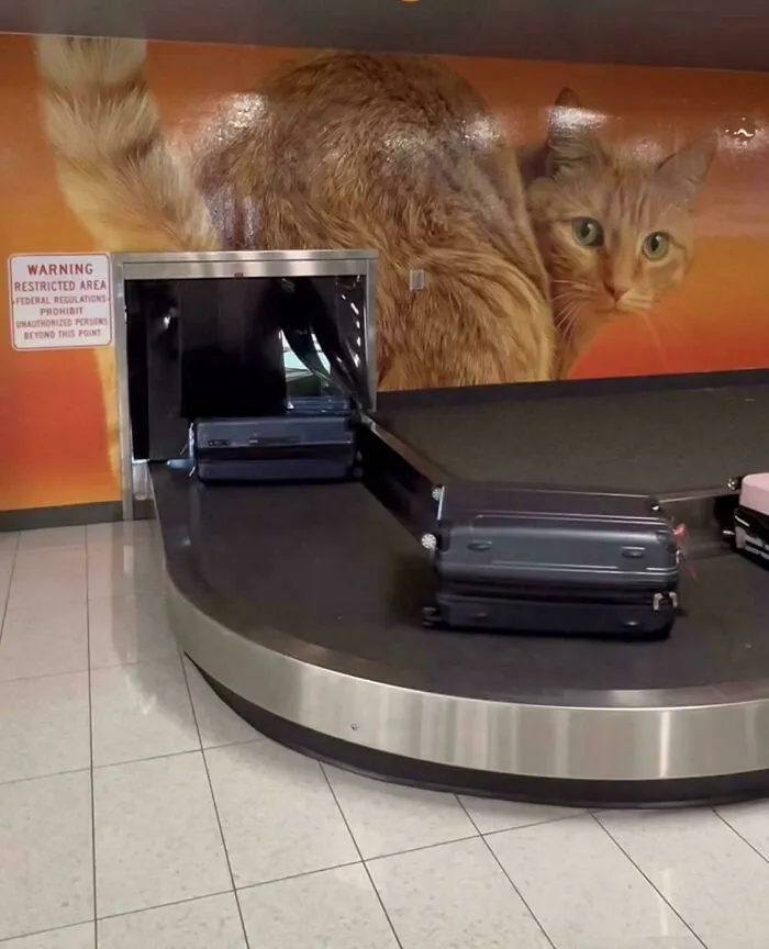 At Baggage Claim In An Airport