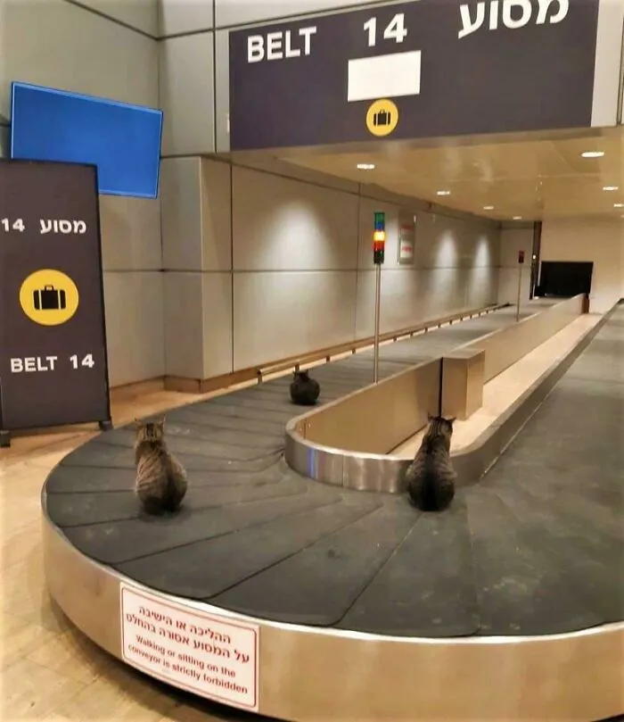Meanwhile At Ben Gurion Airport - Tel Aviv, Israel