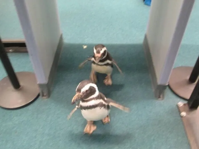 These Guys Waddled Onto A Flight At The Norfolk Airport Today