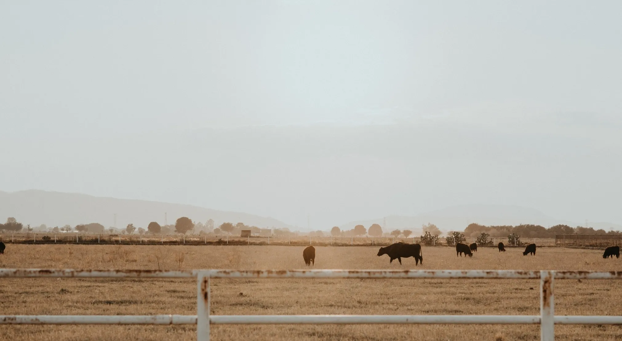 Cows graze in a field at sunset, reminiscent of the Roswell, New Mexico ranch where a UFO crash was rumored.
