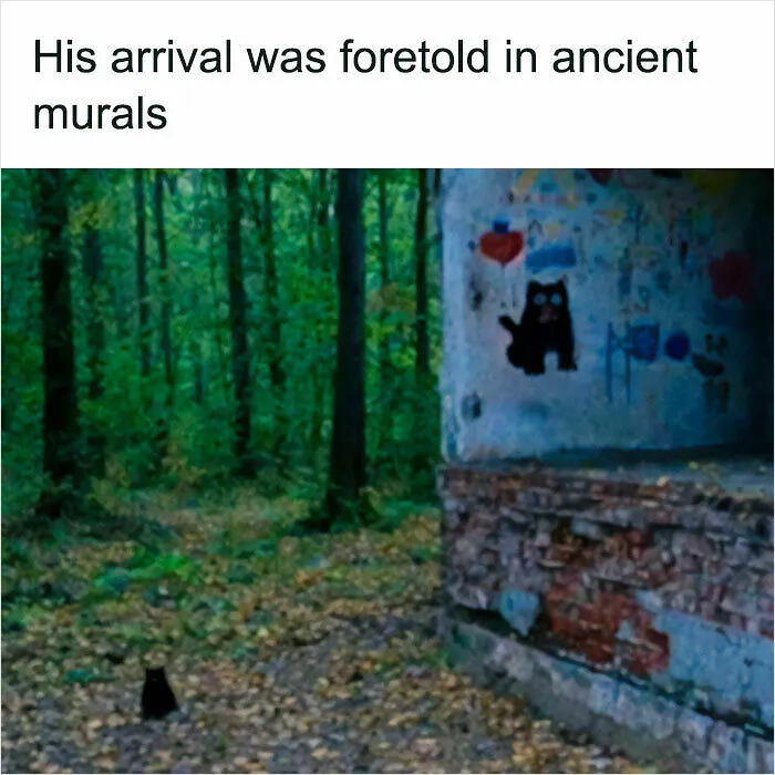 Cat Memes That Might Just Make Sense To Every Animal Lover (74 Pictures)
