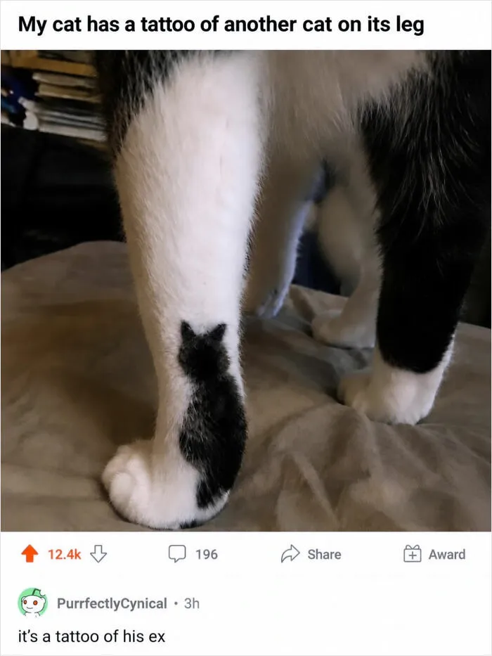Cat Memes That Might Just Make Sense To Every Animal Lover (74 Pictures)