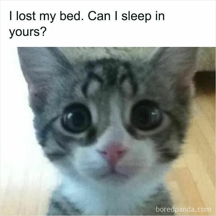 A cat meme with a cute kitten looking up with big eyes. The text asks I lost my bed :( can I sleep in yours?
