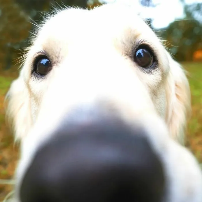 He's Trained To Find People That Deserve Happiness For No Other Reason Than Existence