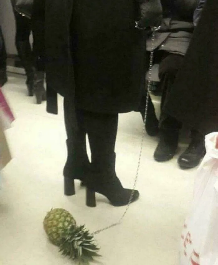 Mascota nueva