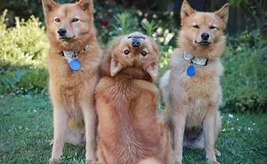 107 Animal Photos That Are So Wholesome They May Bring You Good Vibes That Last For Days