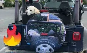 107 Animal Photos That Are So Wholesome They May Bring You Good Vibes That Last For Days