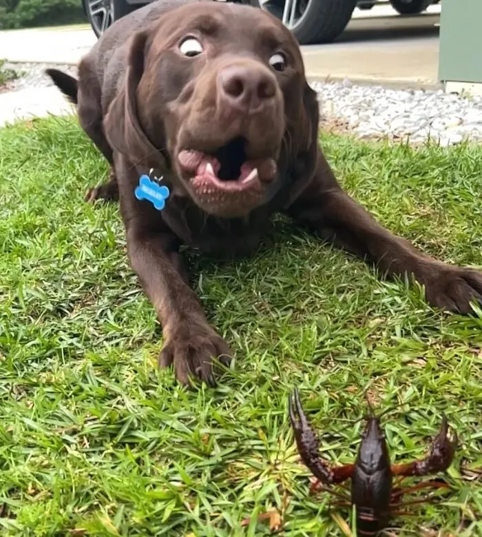 61 Derpy Dog Photos Shared By This Page That Prove Even The Cutest Pups Have Bad Angles