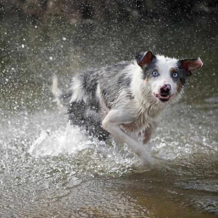 61 Derpy Dog Photos Shared By This Page That Prove Even The Cutest Pups Have Bad Angles