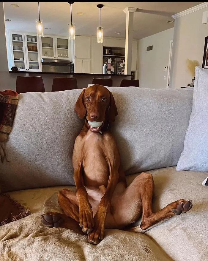 61 Derpy Dog Photos Shared By This Page That Prove Even The Cutest Pups Have Bad Angles