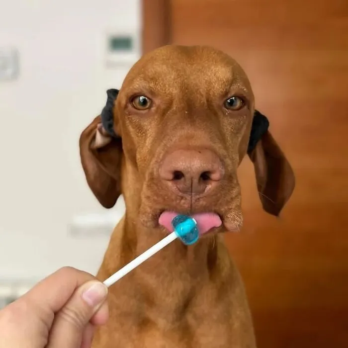 61 Derpy Dog Photos Shared By This Page That Prove Even The Cutest Pups Have Bad Angles