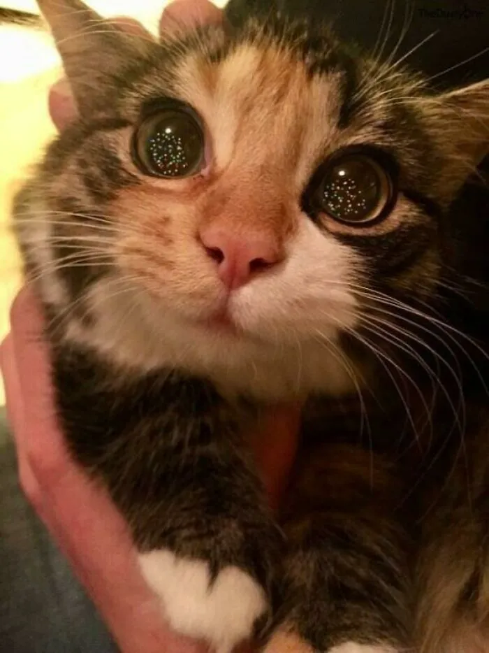 Kitty Sees Her First Christmas Tree 🥰