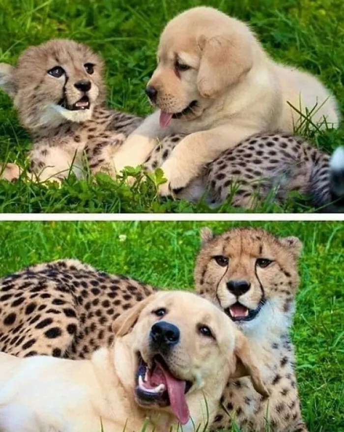 You Mess With The Bork-Bark, I Make Your Heart Stop