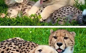 107 Animal Photos That Are So Wholesome They May Bring You Good Vibes That Last For Days
