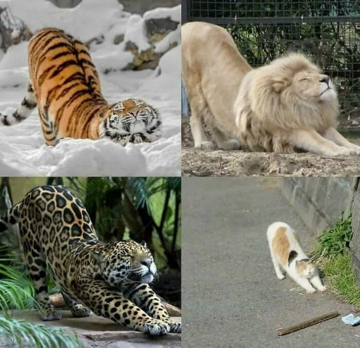 Still A Cat