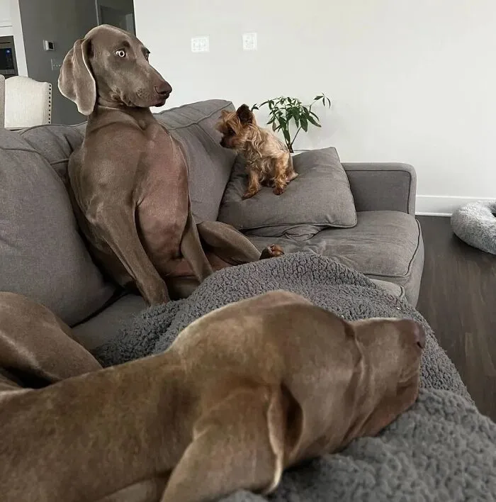61 Derpy Dog Photos Shared By This Page That Prove Even The Cutest Pups Have Bad Angles