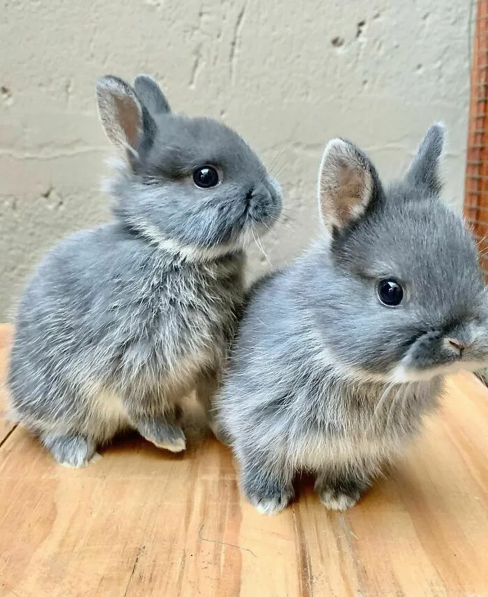 We Are Special Baby Brothers And We're Just Getting Used To A New Home