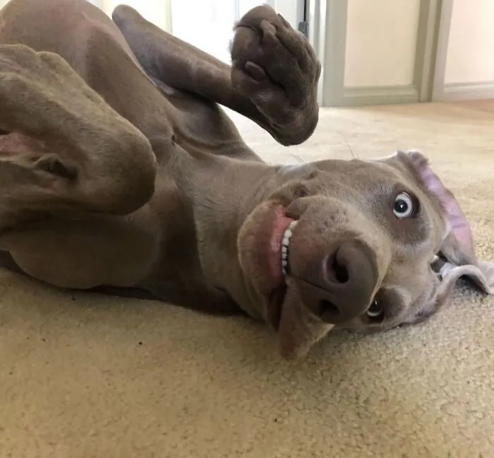 61 Derpy Dog Photos Shared By This Page That Prove Even The Cutest Pups Have Bad Angles