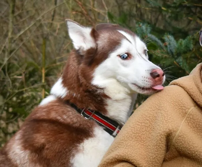61 Derpy Dog Photos Shared By This Page That Prove Even The Cutest Pups Have Bad Angles