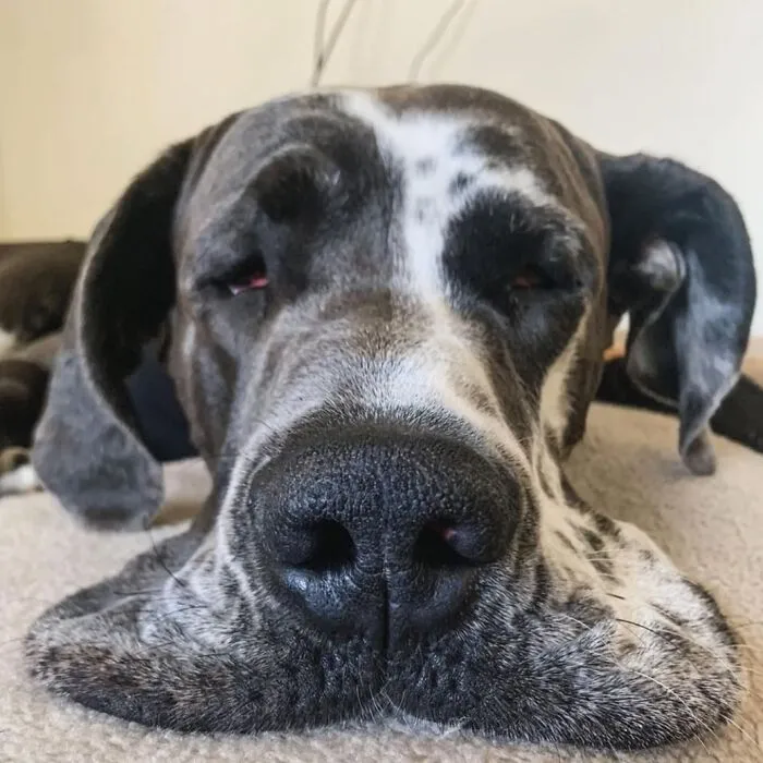 61 Derpy Dog Photos Shared By This Page That Prove Even The Cutest Pups Have Bad Angles