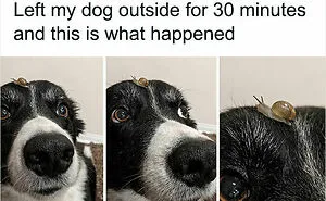 107 Animal Photos That Are So Wholesome They May Bring You Good Vibes That Last For Days