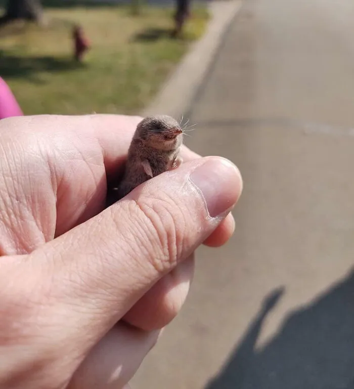 Tiny Baby Shrew