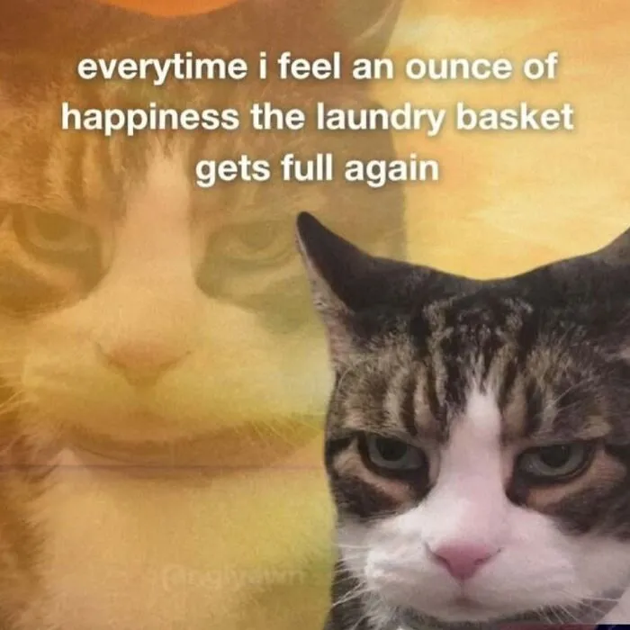 These 77 Relatable Cat Memes Are The Best Way To Start The Day With A Smile