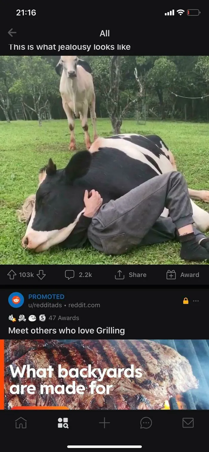 A screenshot showing a hilariously placed ad for grilling meat directly below an image of a person cuddling a cow, proving context matters.