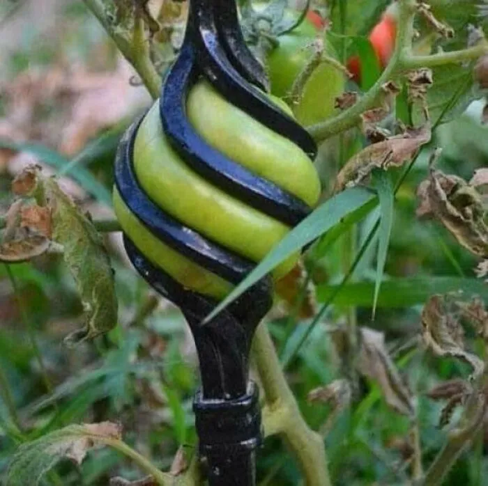 This Is A Tomato That Accidently Grew Inside Of The Fence