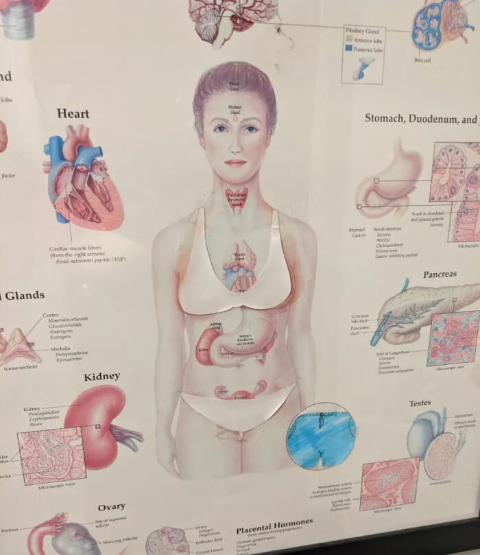 Someone At My Doctor's Office Made A Paper Bikini To Censor This Medical Illustration