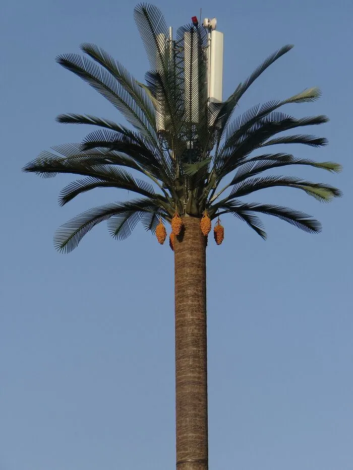 In Morocco, Utility Poles Are Disguised As Palm Trees