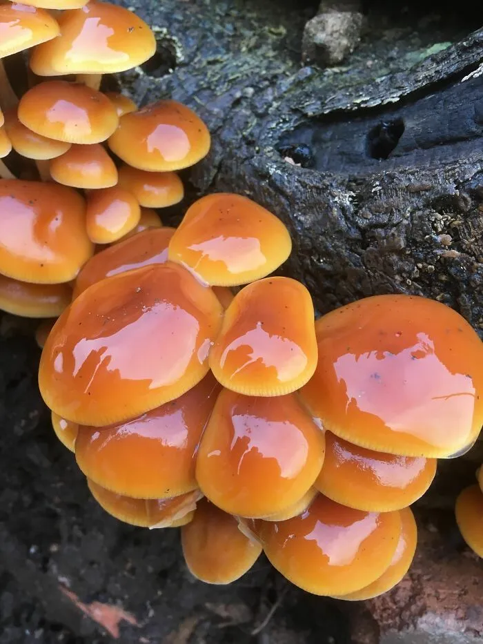 Mmmmm...forest Caramels
