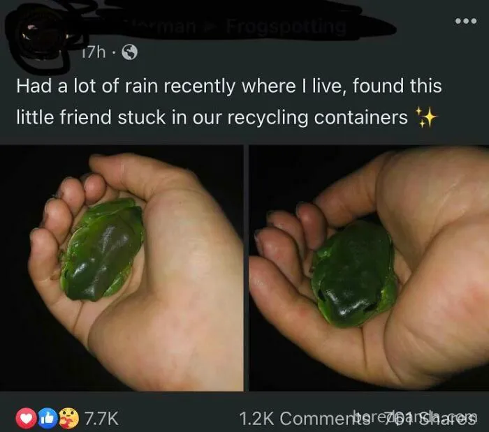 Forbidden Gummy Frog