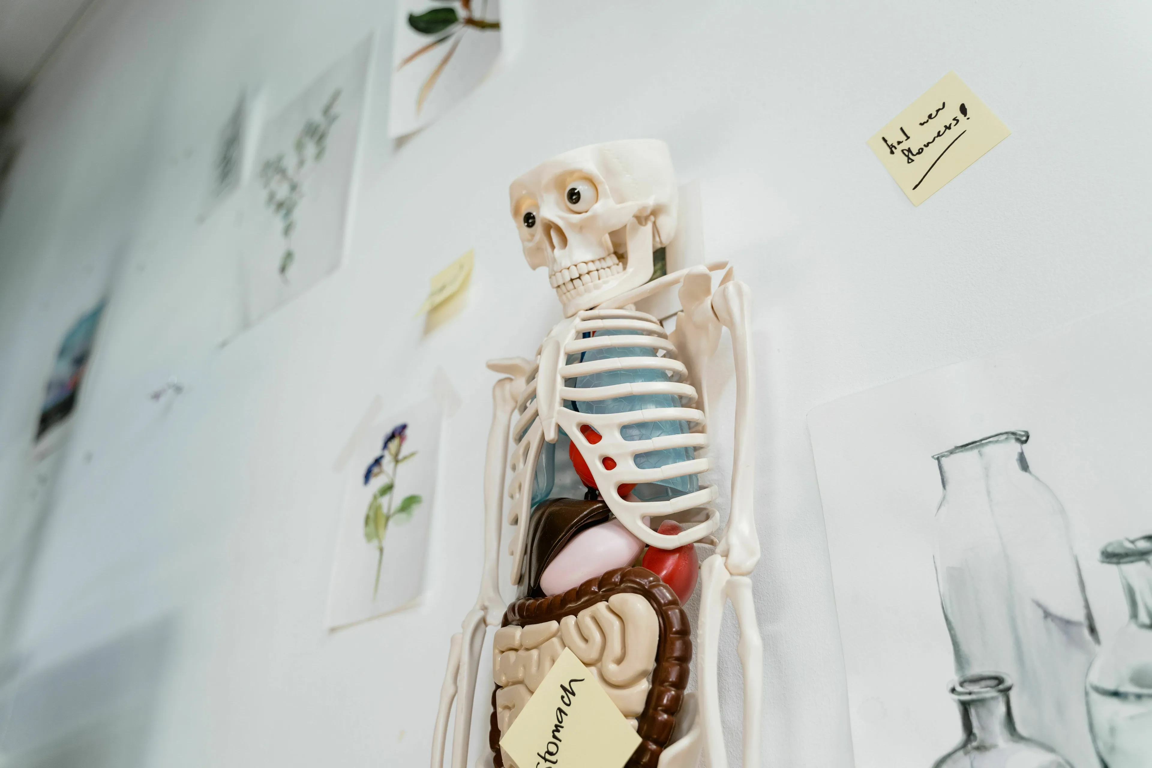 Anatomy model of a human torso showing skeleton and internal organs. This image is part of a general knowledge quiz.
