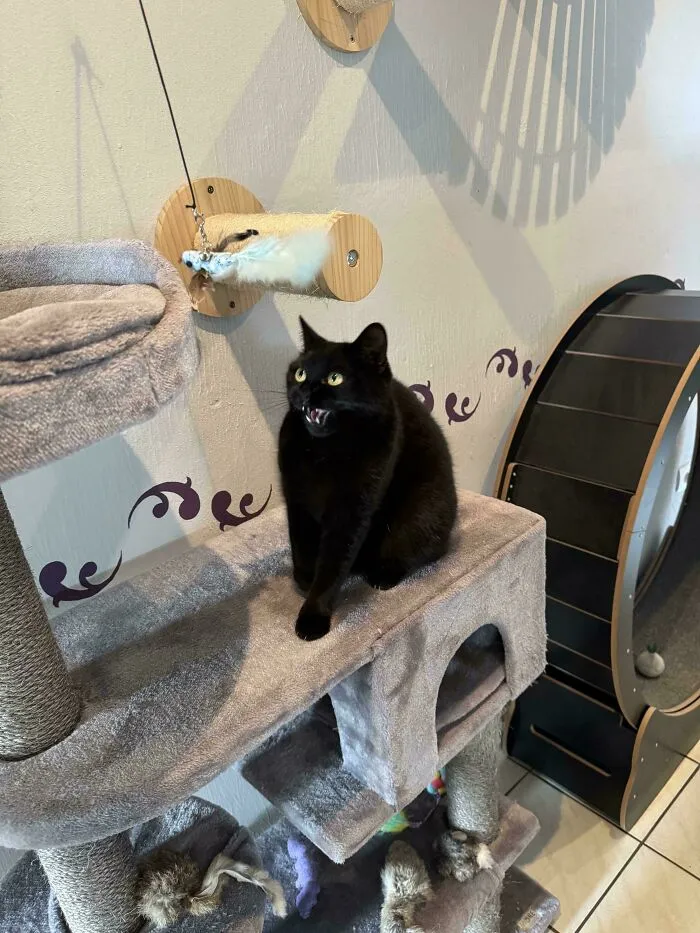 Black cat meowing on a cat tree with toy mouse hanging nearby