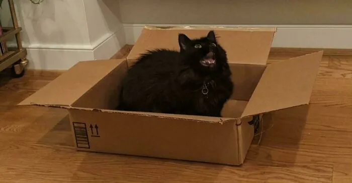 Black cat meowing inside open cardboard box on wooden floor