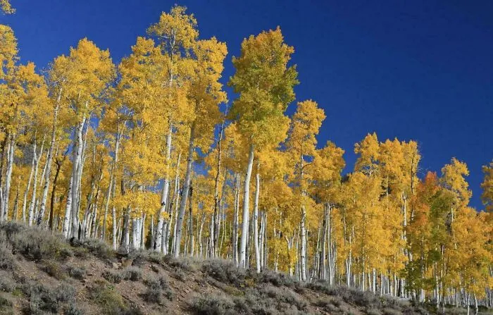 This Forest In Utah Is Actually A Single Living Organism. All 47,000 Trees Are Genetically Identical And Share One Underground Root System — Together They Weigh 6,000 Tonnes, Making It The Heaviest Living Thing On Earth