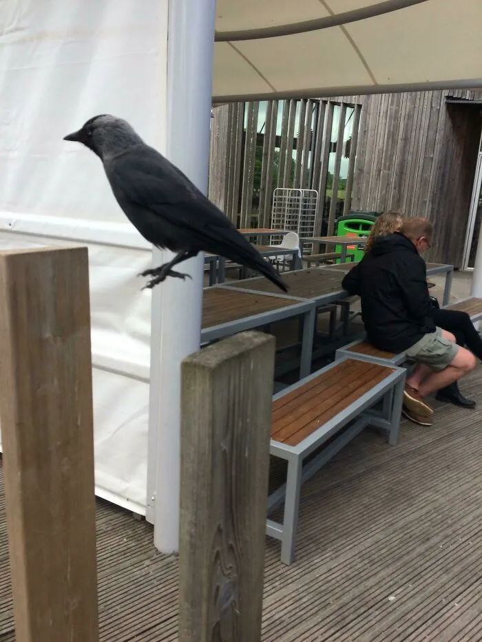Crow Hopped As I Took His Photo
