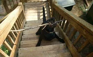 92 Funny Photos Of Animals Stuck In The Most Random Places Waiting Helplessly For Assistance