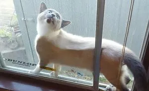 92 Funny Photos Of Animals Stuck In The Most Random Places Waiting Helplessly For Assistance