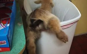 92 Funny Photos Of Animals Stuck In The Most Random Places Waiting Helplessly For Assistance