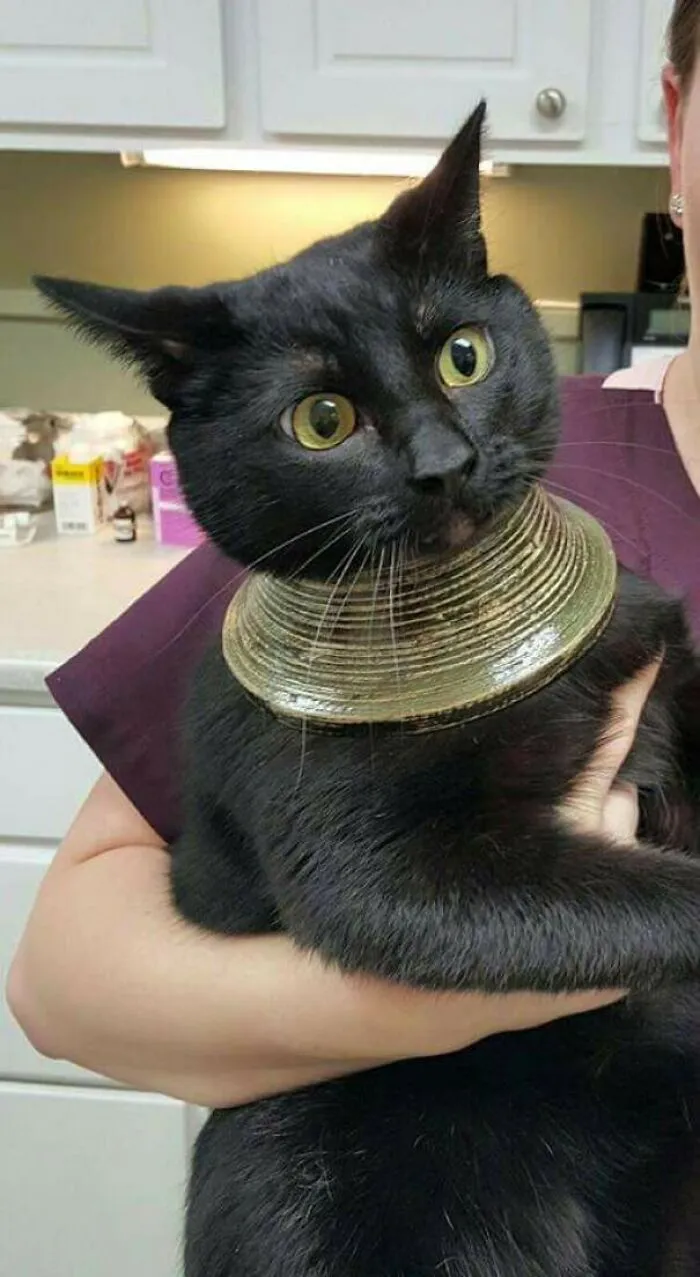 My Friends Cat Got It's Head Stuck In A Vase, Freaked Out, Broke The Vase, And Was Left With This
